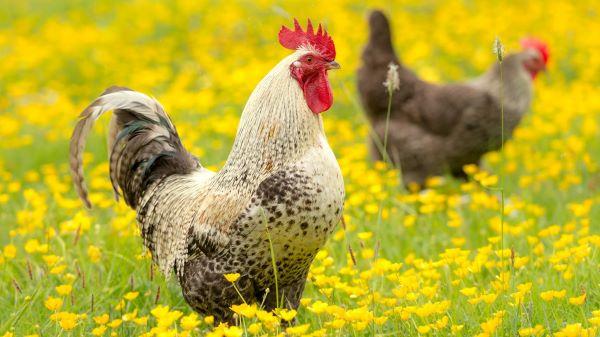 Free Range chicken Medium