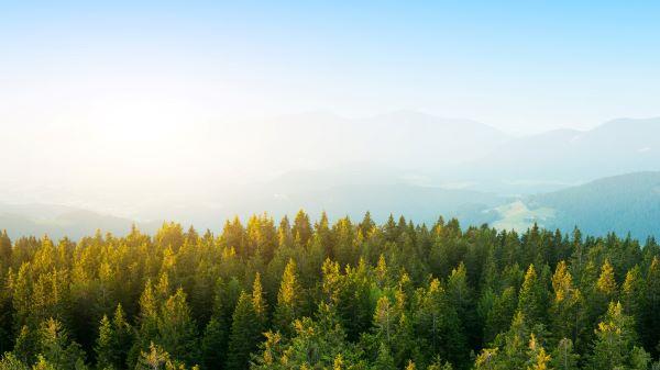 Green Forest B Gackground medium